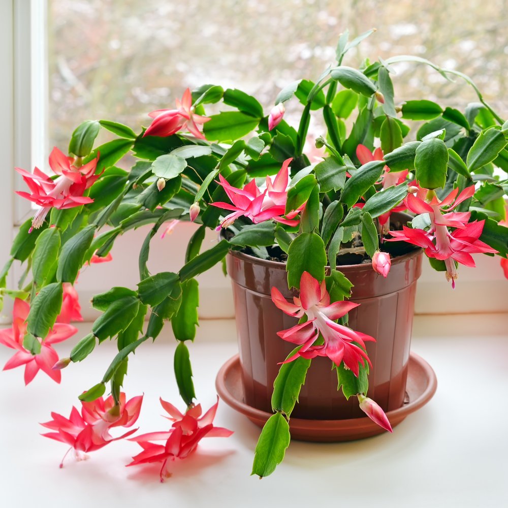 Holiday Plants